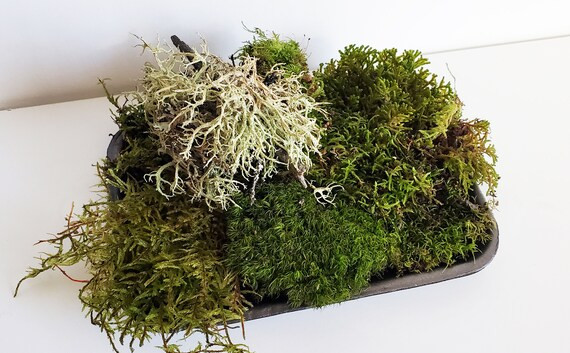Living Moss 1 Tray Variety of Moss for Terrarium Mossarium - Etsy Canada | Etsy (CAD)
