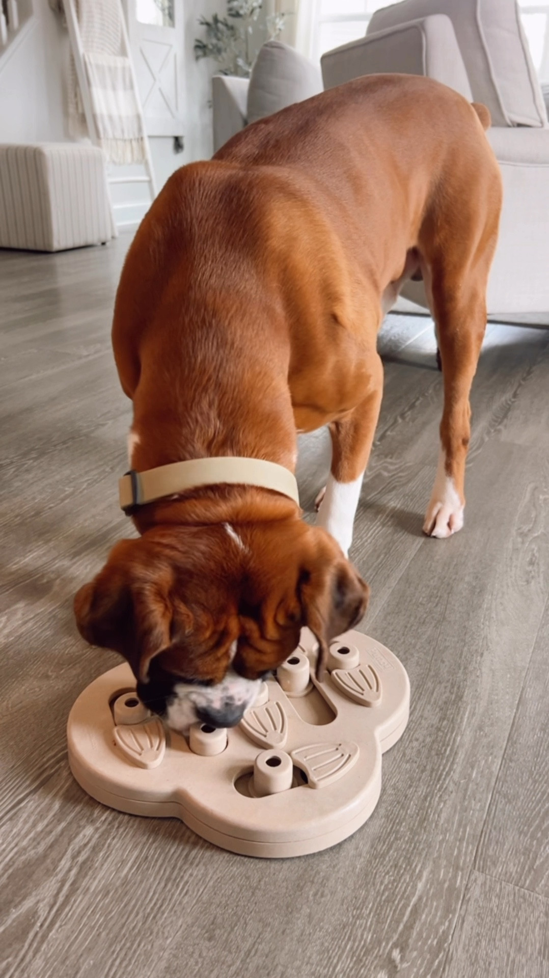 Pet toys. Dog toys. Amazon finds. 

#LTKHome #LTKWatchNow #LTKFamily