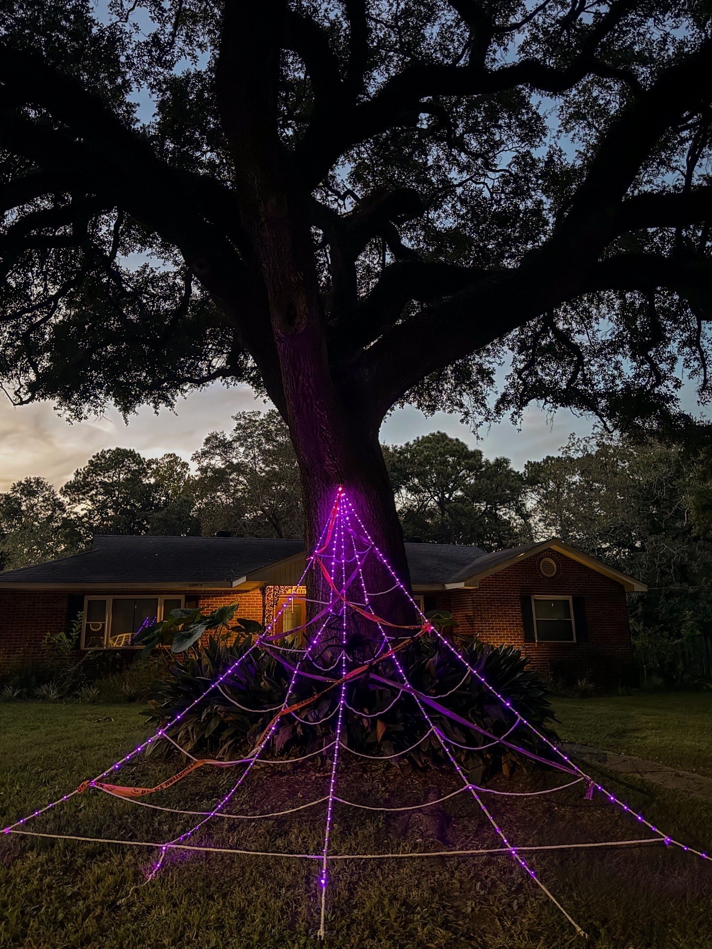 ✨🕷 Light up the night in spooky style! This oversized pre-lit spider web (200"!) with 250 purple LED lights + a 59" giant spider is the ultimate Halloween showstopper. With 8 lighting modes, a built-in timer, and realistic creepy details, it’s perfect for creating instant haunted vibes in your yard, garden, or even windows 👻💜
Tap to shop this glowing Halloween statement piece and make your house the one everyone stops to stare at!

#Halloween #PorchDecor #SpookySeason #HalloweenDecor

#LTKHalloween #LTKHome #LTKSeasonal