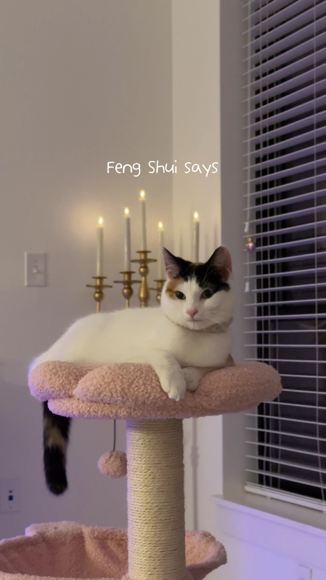 My lovely calico, Zinny, knows what’s up✨🐾 Besides added aesthetic, she loves the combo cat perch and scratcher for lounging, stretching, and playing🧶🐱

#catmom #cat #cattoys

#LTKfitnessgoals #LTKmomlife #LTKActive