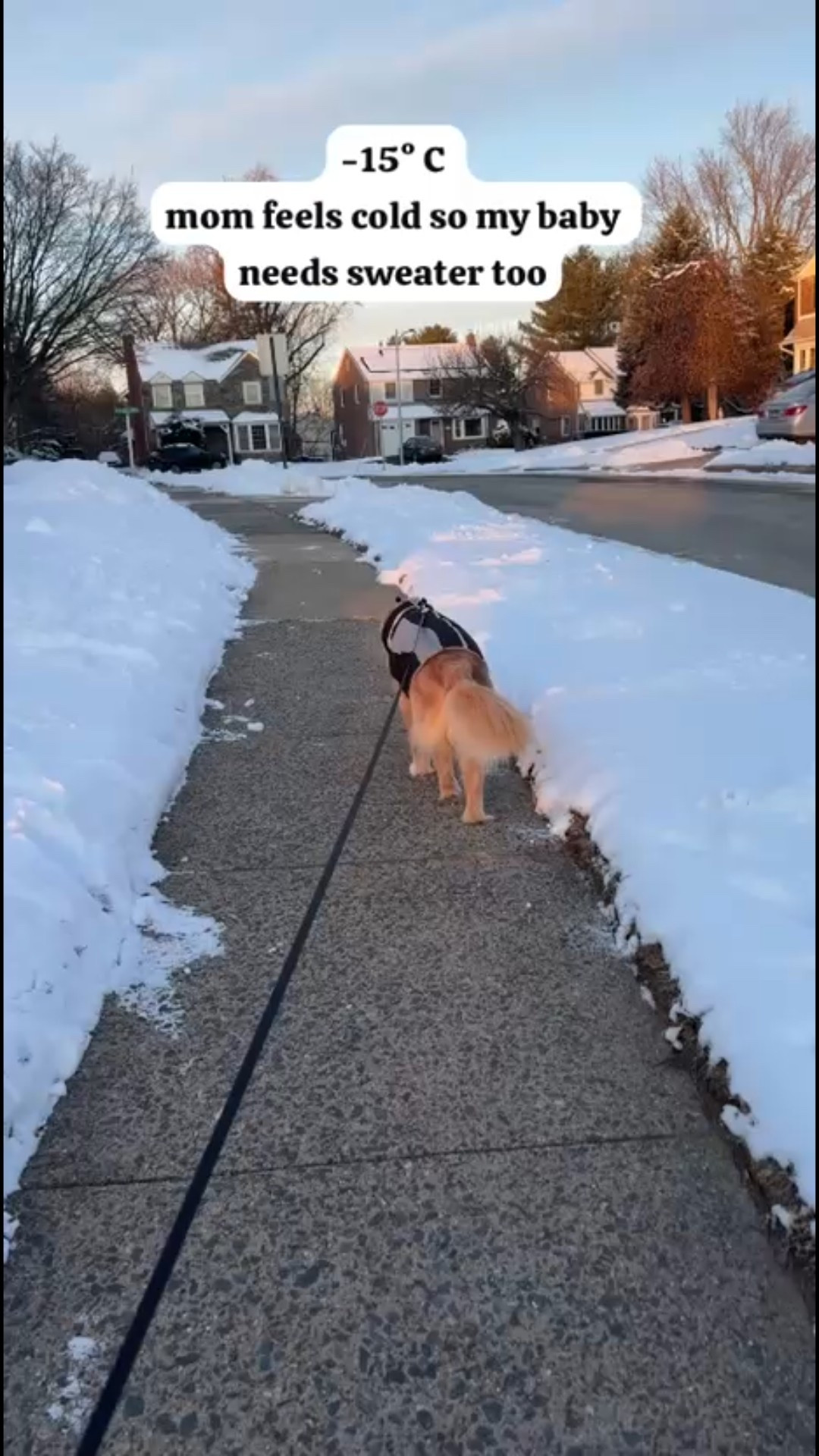 Dog Sweater :)

#LTKvlog #LTKmomlife #LTKdayinmylife