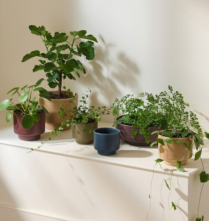 11"Dia. x 4.3"H | Rejuvenation