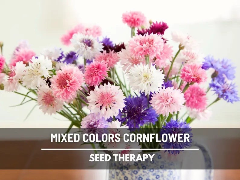 Bring effortless cottage-garden charm to your outdoor space with this heirloom Cornflower Mix, bursting in soft blues, romantic pinks, crisp whites, and rich maroons. Easy to grow and loved by pollinators, these long-lasting blooms make beautiful, airy additions to fresh-cut bouquets while happily self-sowing for seasons of color to come—perfect for gardeners who want timeless beauty with minimal effort. #cornflowers #bachelorsbutton #cutflowergarden #heirloomseeds #cottagegarden #pollinatorfriendly #growfromseed #gardeninspiration

#LTKHome #LTKdayinmylife #LTKSeasonal