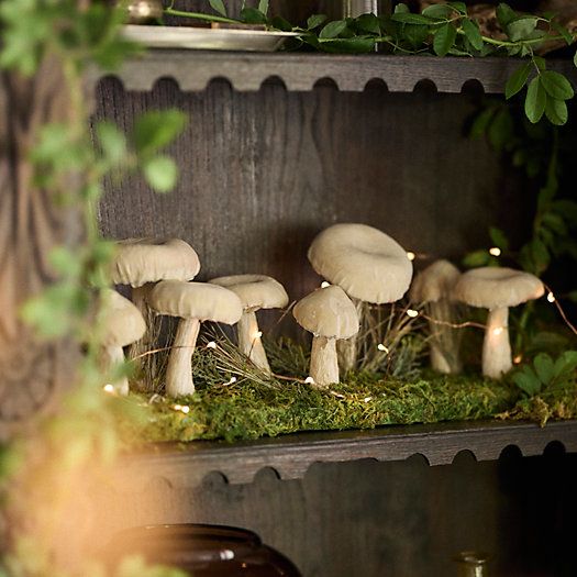Velvet Mushrooms on Grassy Knoll | Terrain