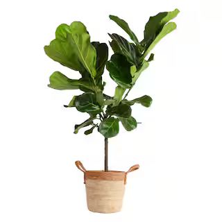 Costa Farms Ficus Lyrata Fiddle Leaf Fig Indoor Plant in 10 in. Decor Basket Planter, Average Shi... | The Home Depot