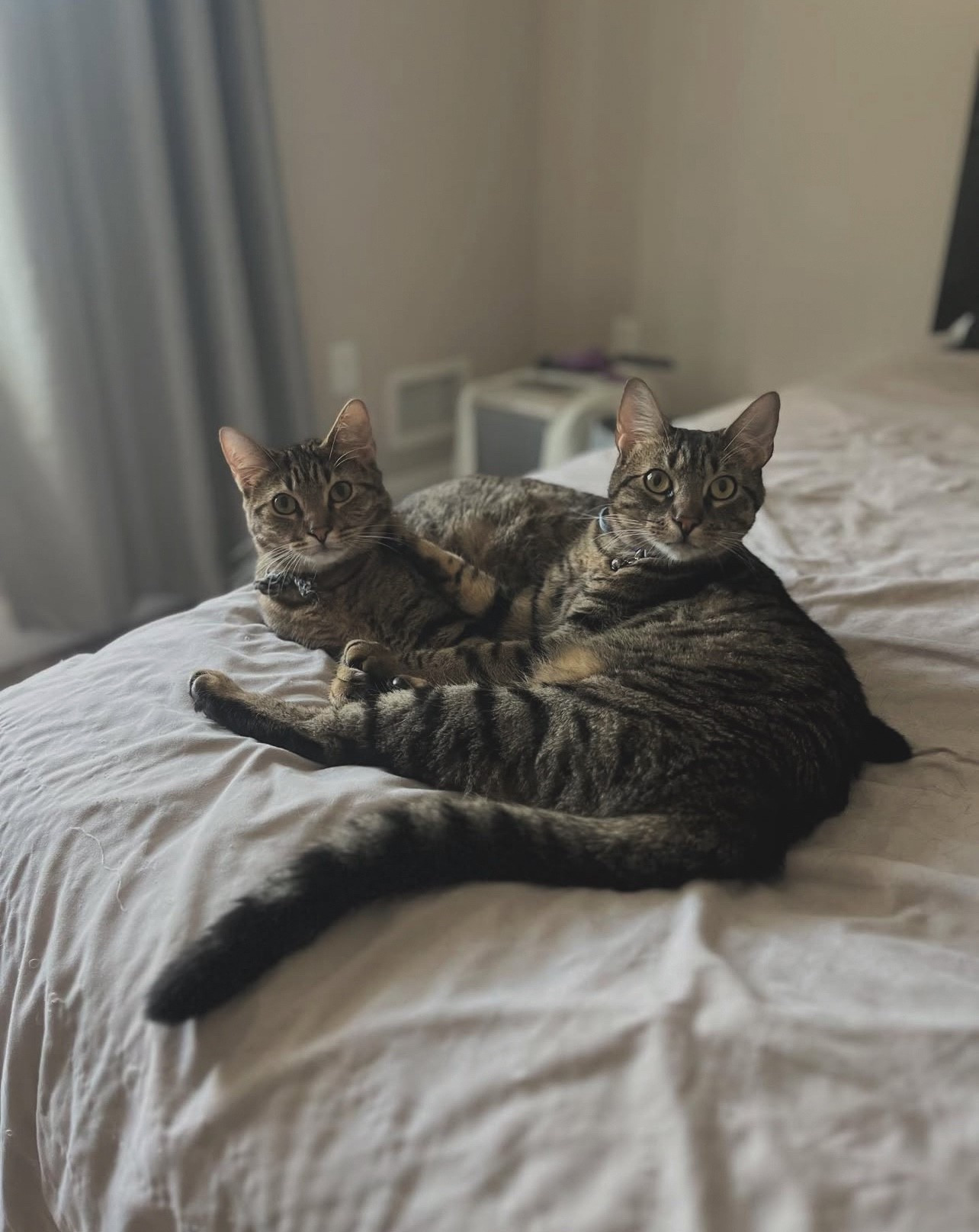 Nothing but the best for these boys! We get everything we need at Petco! Their bow tie cat collars are my favorite!

#LTKSaleAlert #LTKPets #LTKFindsUnder100