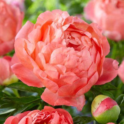 Garden State Bulb Garden State Bulb Coral Sunset Peony Flower Bulbs, Live Bare Roots (Bag of 3) | Lowe's