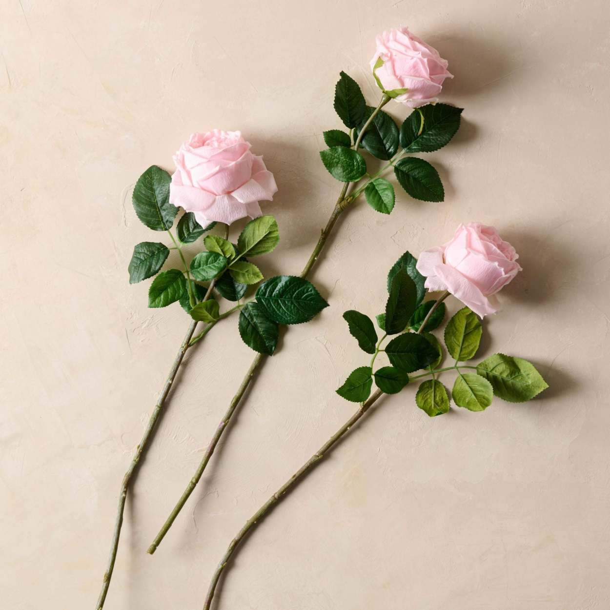 Austin Rose Stem | Magnolia