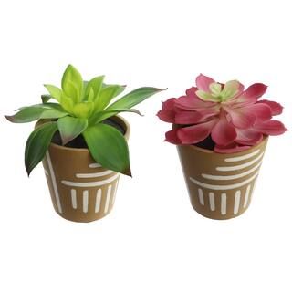 6"" Assorted Succulent In Terracotta Pot By Ashland® | Michaels® | Michaels Stores