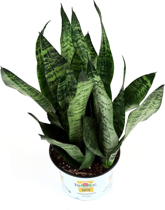 Burpee Sansevieria superba Snake Indirect Medium Light | Live Easy Care Indoor House Plant, 6" Po... | Amazon (US)