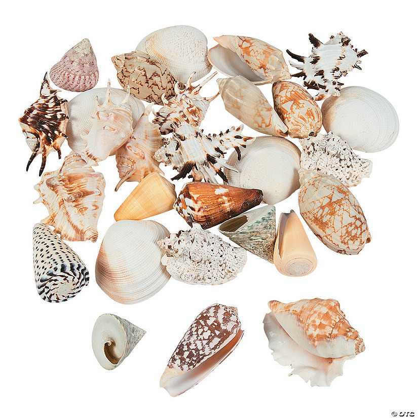 Mega Sea Shell Assortment | Oriental Trading Company
