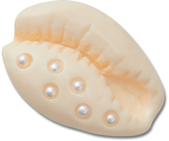 Pearl Puka Shell | Crocs (US)