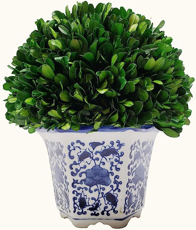 Galt International Preserved Boxwood Ball in Ceramic Pot - Plant and Table Centerpiece - Stunning... | Amazon (US)