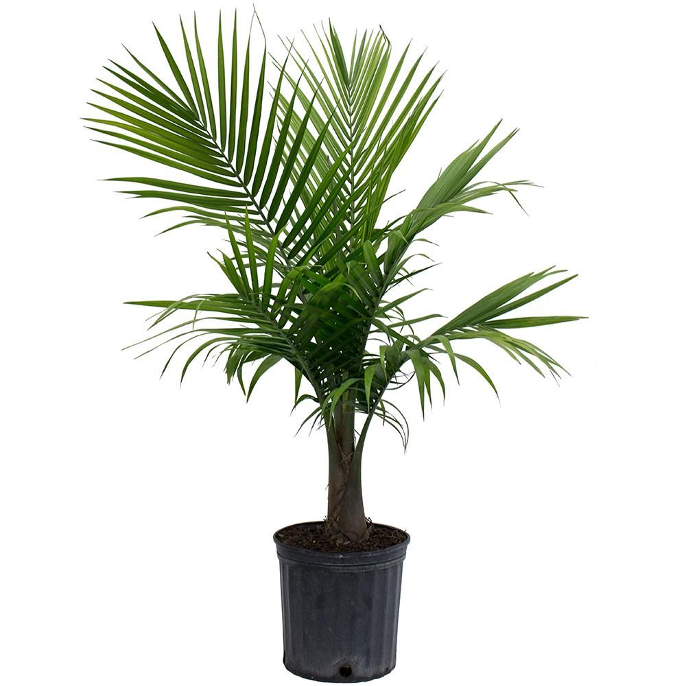 Majesty Palm in 9.25 in. Grower Pot | The Home Depot