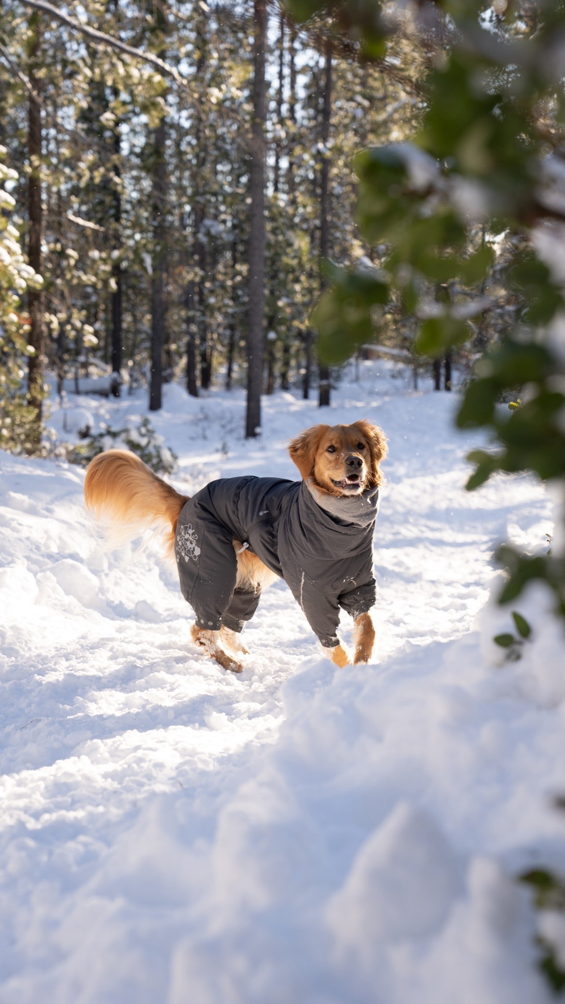 The cutest and comfiest snowsuit! This is the Extreme Overall Snow Suit from Hurtta! 