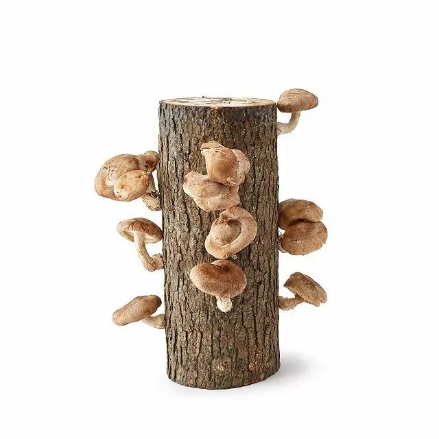 Shiitake Mushroom Log Kit | UncommonGoods