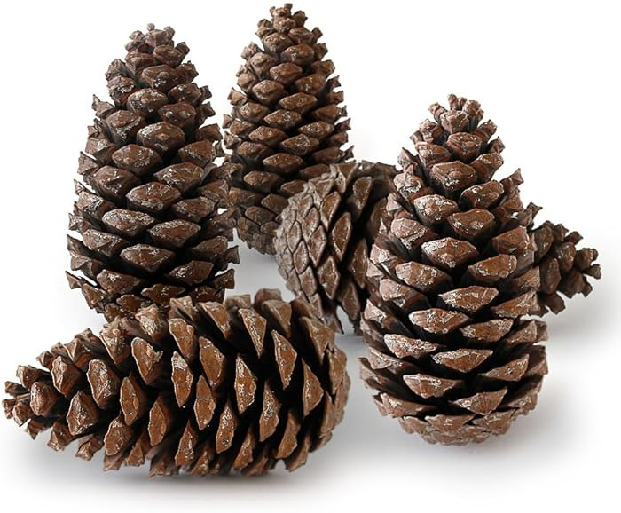 Natural Large Maritima Pine Cones, Ideal for Arts and Crafts, Sensory Toys for Kids, Hand Made Gi... | Amazon (UK)
