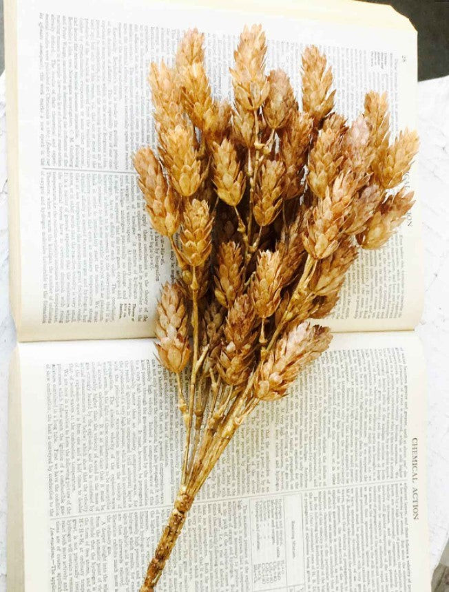 15" Hops Bush - Beige | The Nested Fig