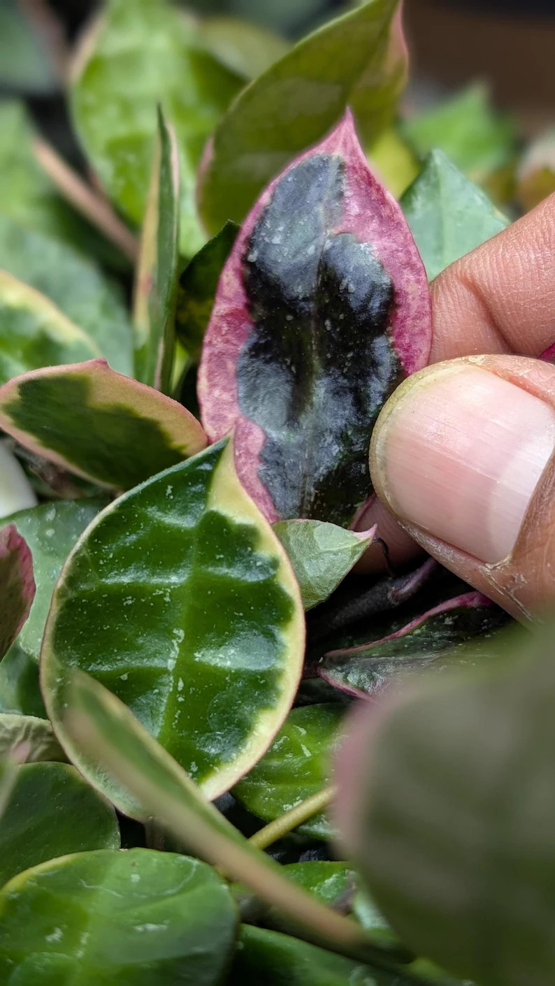 Hoya Lacunosa Asami | Crazy Colors | Rare Collector Hoya Plant - Etsy | Etsy (Global)