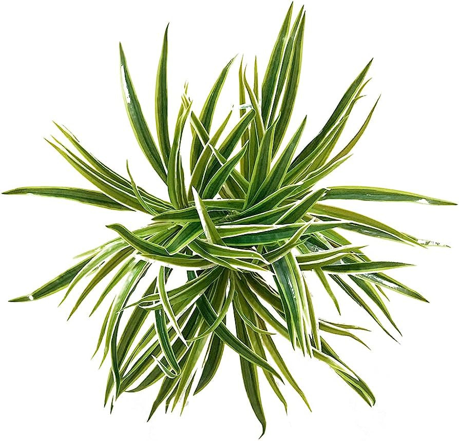 3 PCS Artificial Spider Leaves Plant Simulation Greenery Grass Faux Chlorophytum Orchid Bush Indo... | Amazon (US)