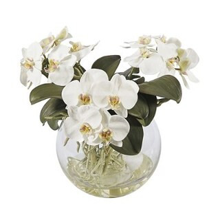 Orchid Phalaenopsis in Pot | Frontgate