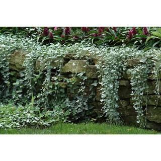 1.38-Pint Dichondra Silver Falls in 4.5 in. Grower's Pot (4-Pack) | The Home Depot