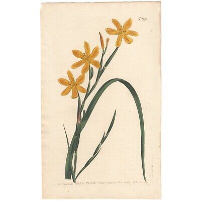 Curtis Botanical Magazine antique 1804 hand-colored engraving Pl 695 Moraea  | eBay | eBay US