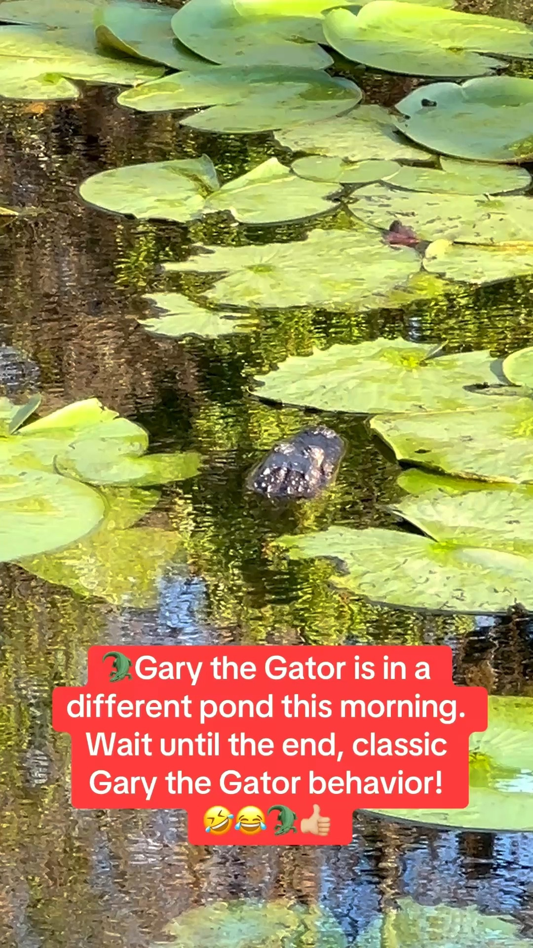 On my neighborhood walk this morning, I saw Gary the Gator. He moved to another pond but I still found him.🤣🙌🏼🐊

Linking my Hoka sneakers!

Gotta love Florida!


#LTKvlog #LTKfitnessgoals #LTKActive