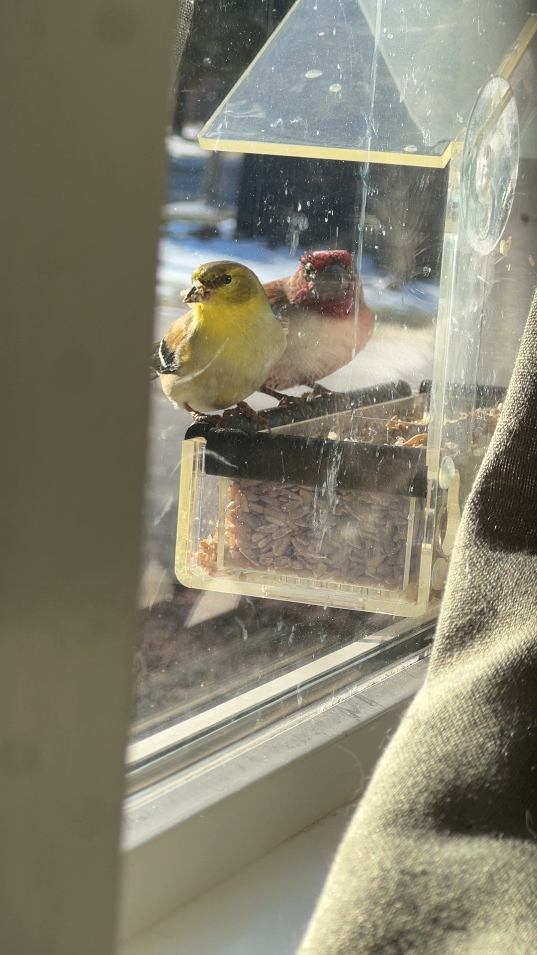 Don’t mind all the cat smudges! We could sit and watch the finches allll day right alongside our cats! 

Such cheap fun!! Would make a good Easter basket filler of gift for mom for Mother’s Day! 

#LTKSpringSale #LTKKids #LTKHome