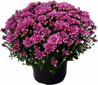 Kroger - Outdoor Mums (Offered in Yellow - Purple - Red and White), 8-inch pot | Kroger