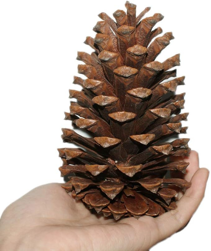 Natural Pine Cones Christmas Decoration Fall Winter Holiday Home Decor Vase Filler (10 Pinecones) | Amazon (US)