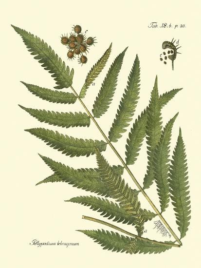 Antique Fern II | Art.com