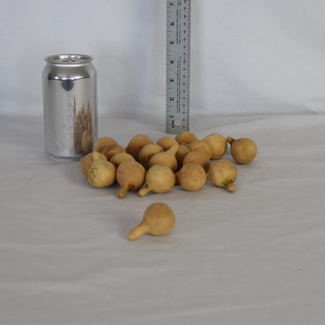 20 Spinner Gourds small Dried Gourds for Crafts and Decor - Etsy | Etsy (US)