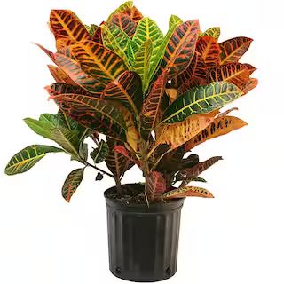 Costa Farms Croton Petra Plant in 10 in. Pot-C3G1 - The Home Depot | The Home Depot