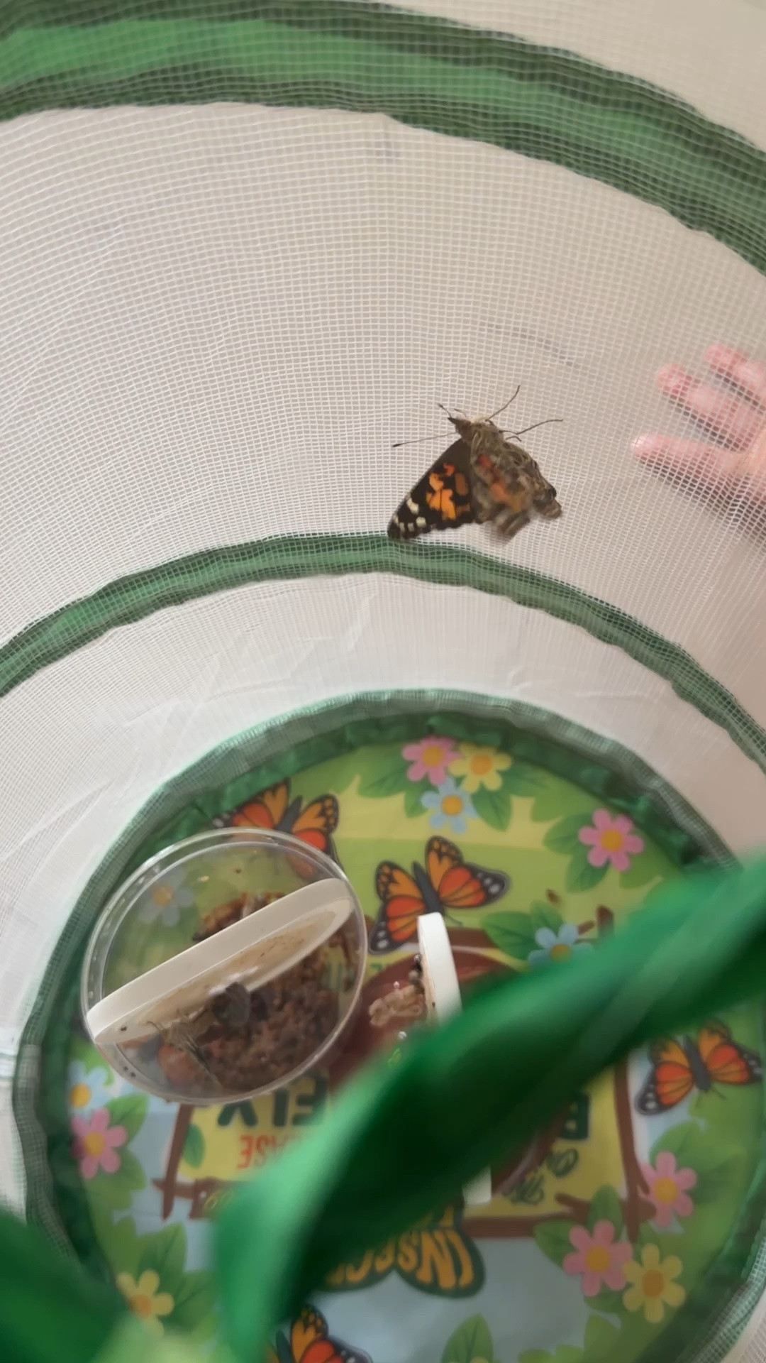 Butterfly kit 🦋🐛

#LTKmomlife #LTKKids