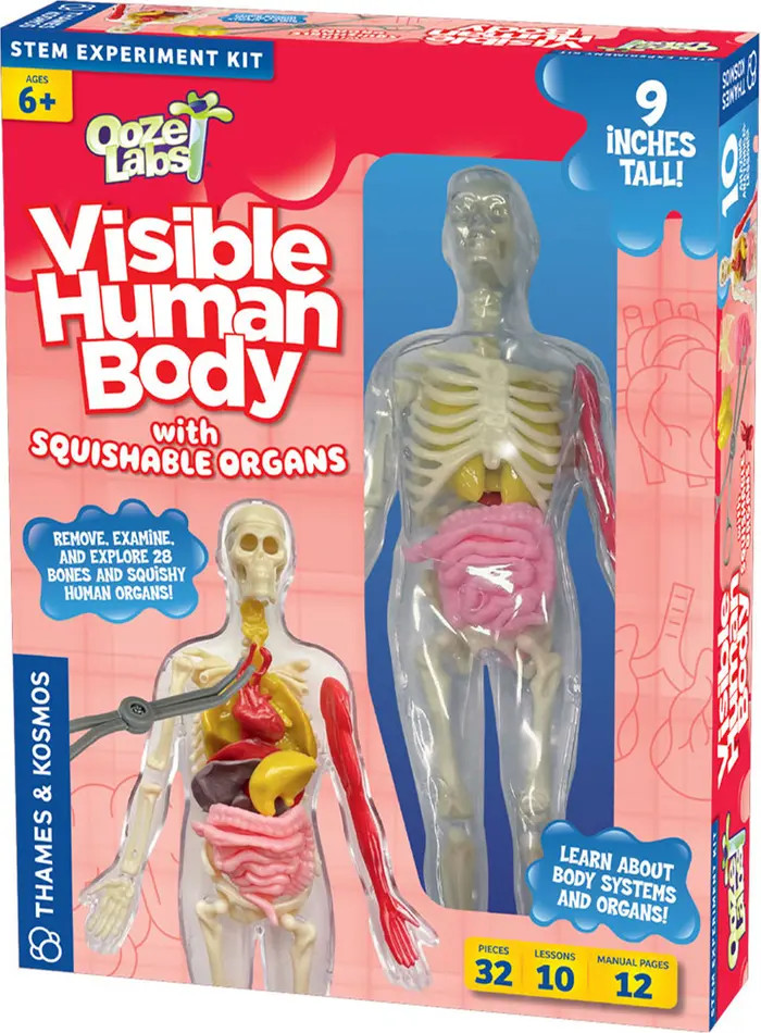 Thames & Kosmos Ooze Labs Visible Human Body Model | Nordstrom | Nordstrom