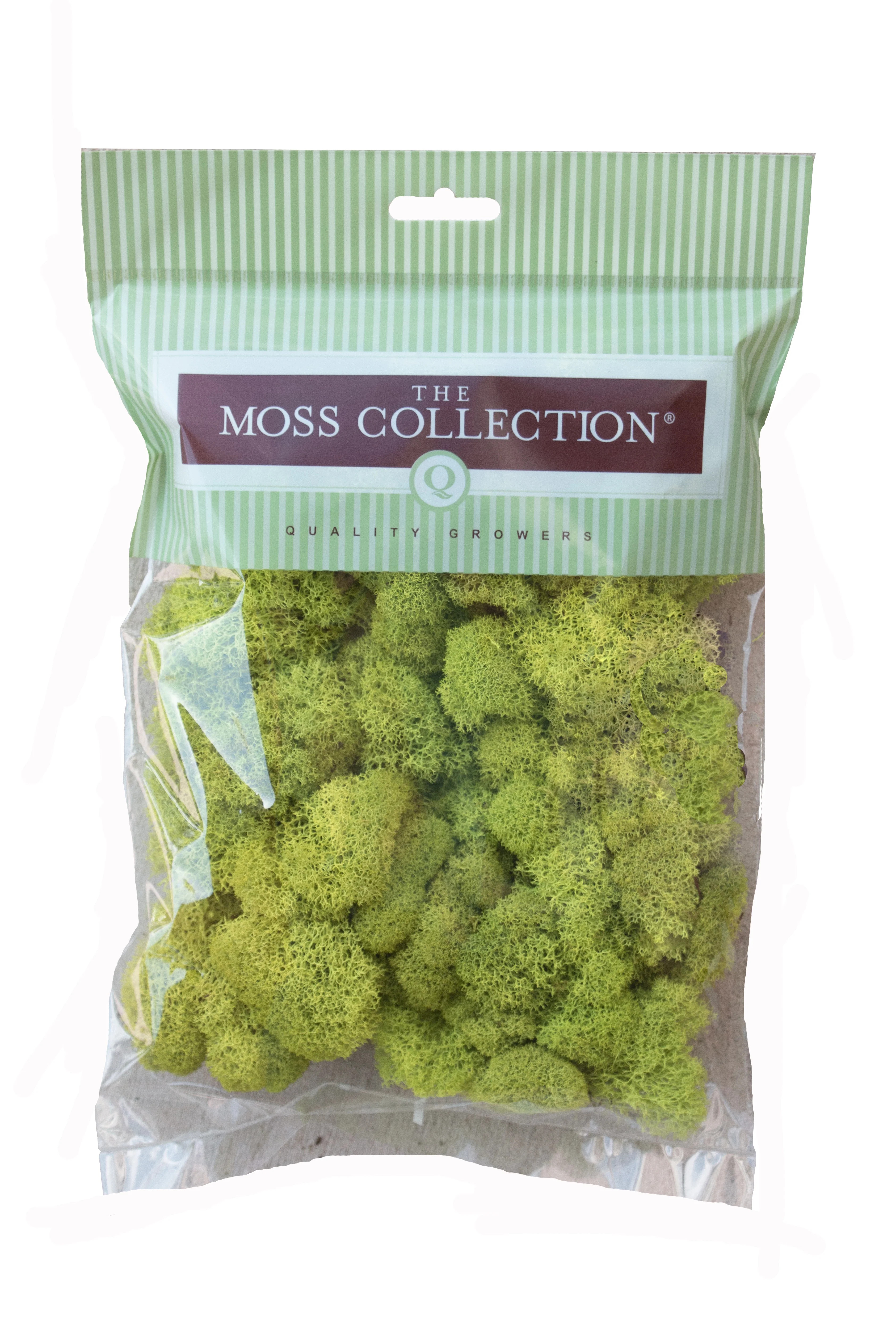 Preserved Reindeer Moss (Chartreuse/Small) | Walmart (US)