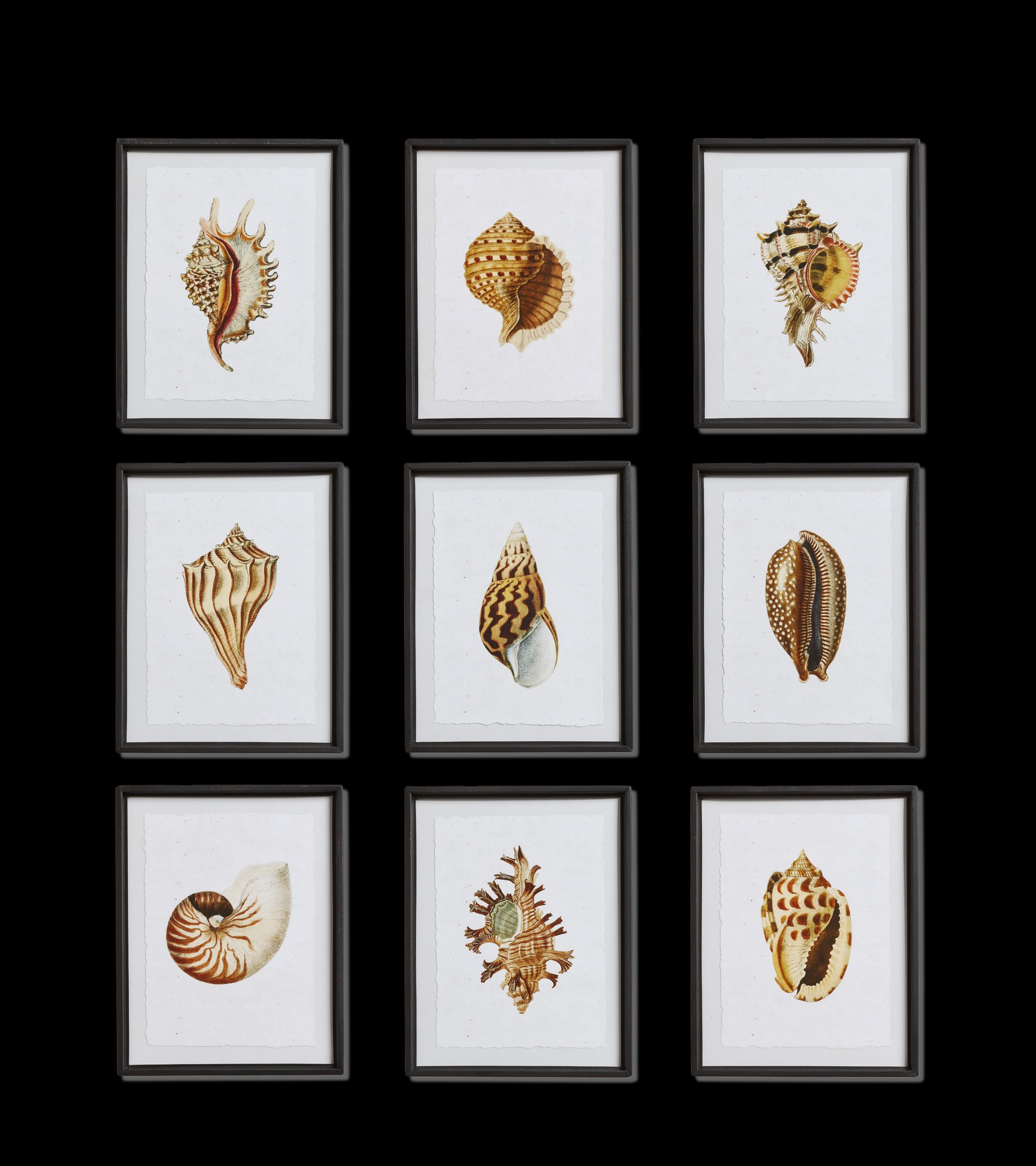 Set of Nine Shoreline Seashell Prints – Natural | OKA US