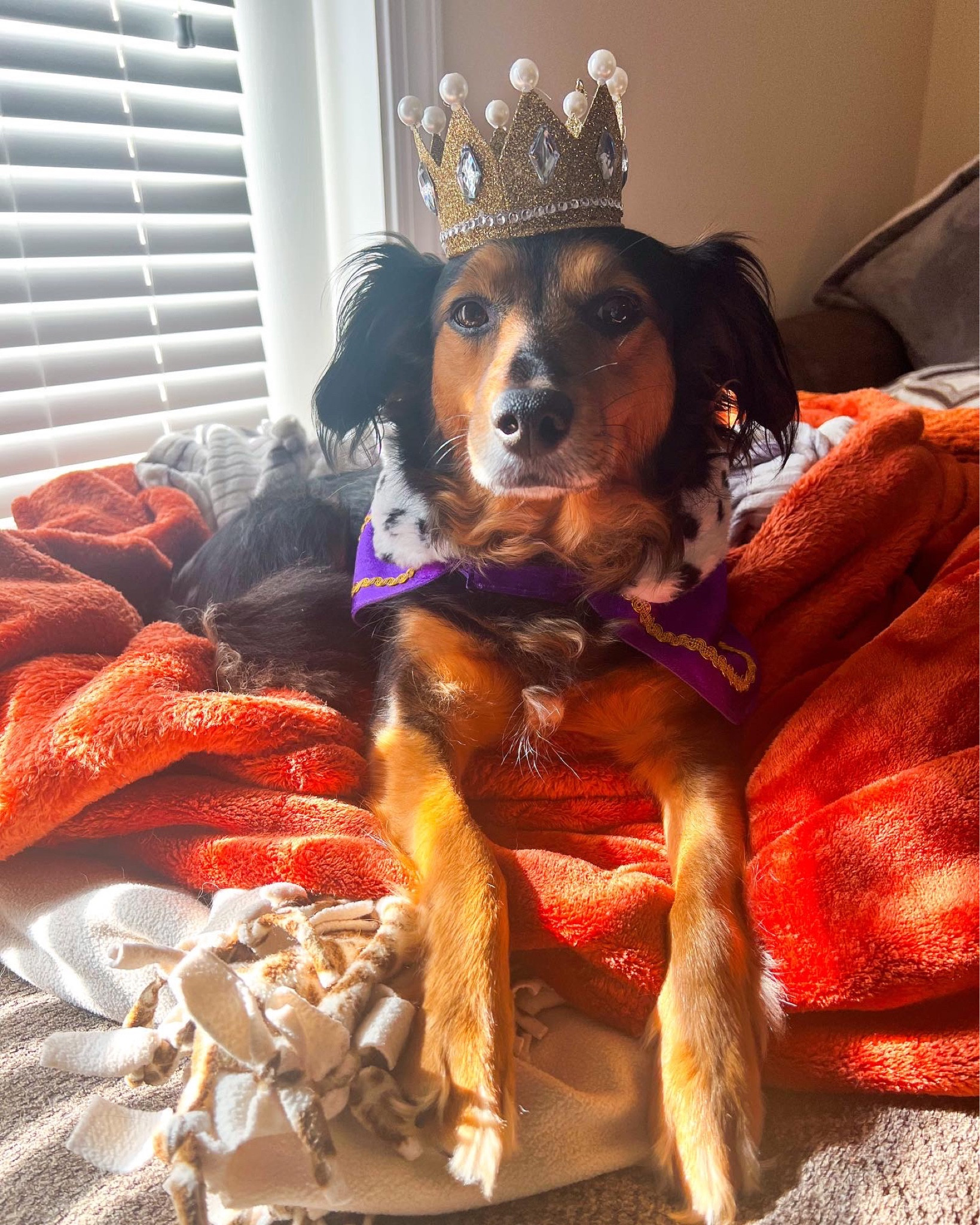Dog king Halloween costume! 

#LTKfindsunder100 #LTKfindsunder50 #LTKSeasonal