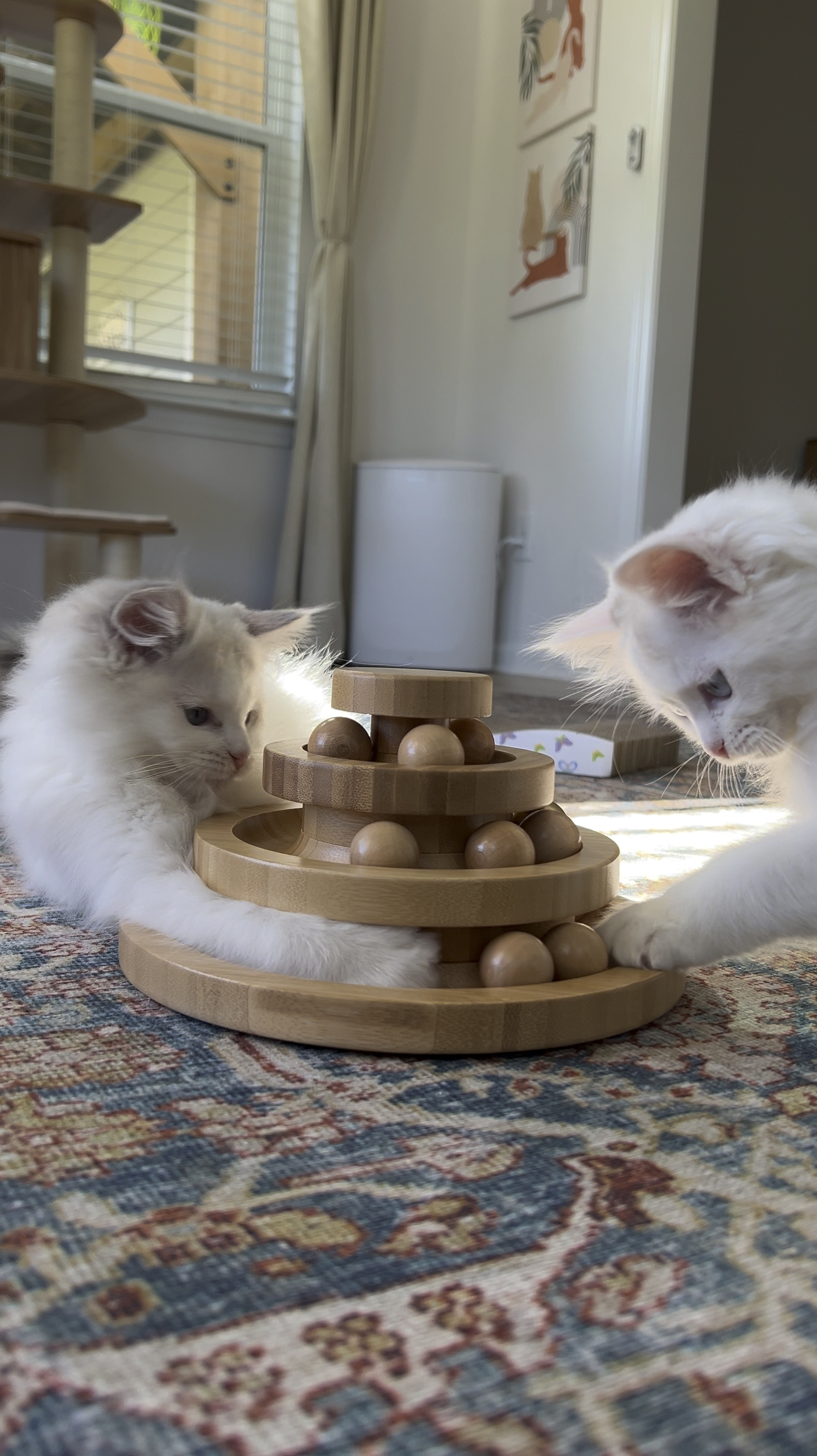 Kitten, cat, pet, cat toy


#LTKHome