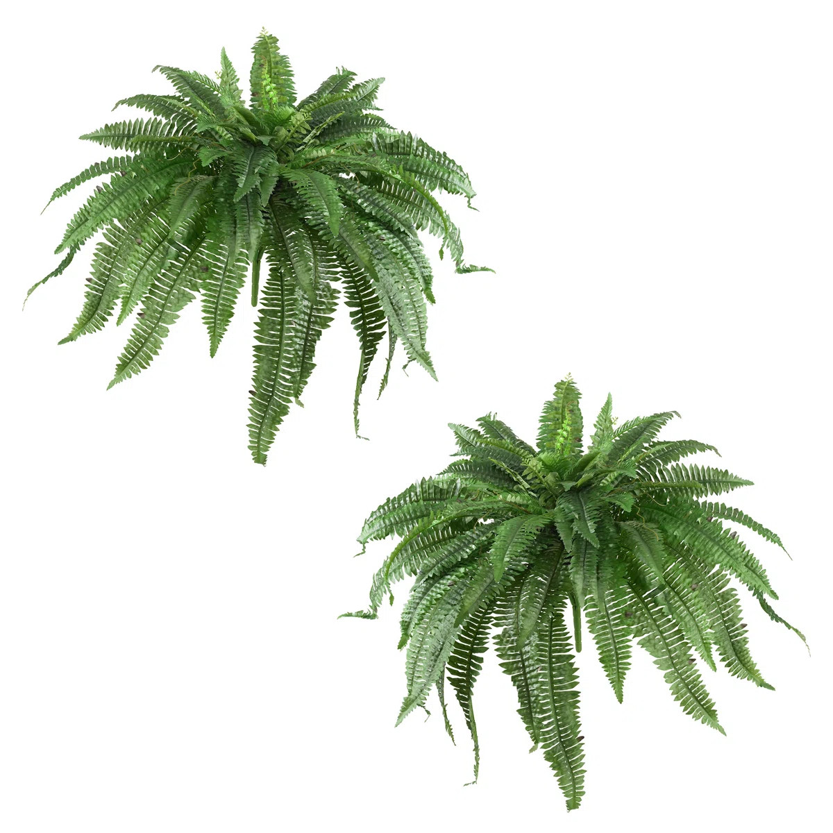 Fern Plant (Set of 2) | Wayfair North America
