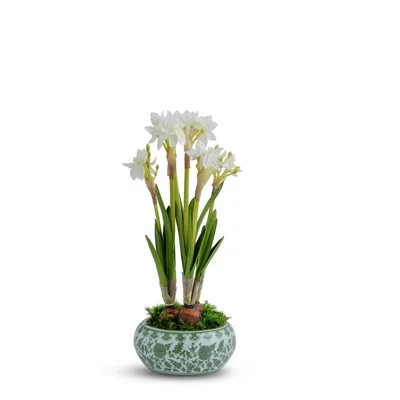 PAPERWHITES IN GREEN ORENTIAL | Wayfair North America