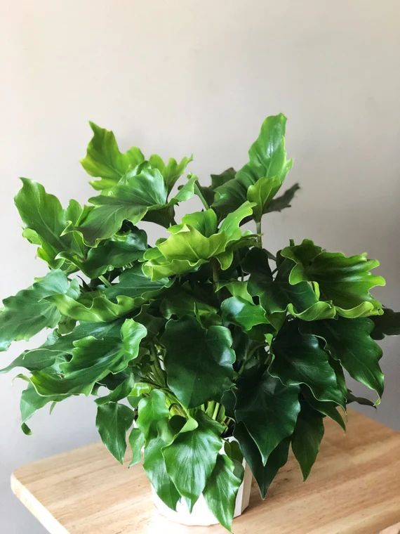 Philodendron Little Hope- philodendron Selloum- live house plant | Etsy (US)
