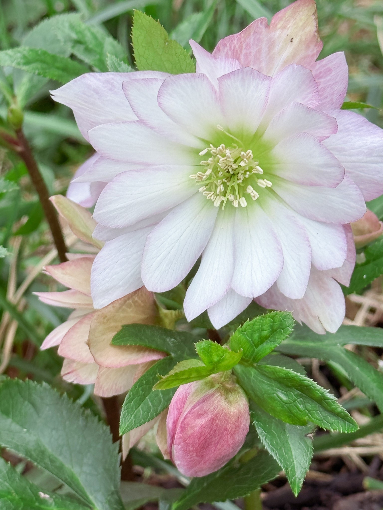 Do you grow Lenten Roses in your garden? 

#LTKActive #LTKspring #LTKspringtrends