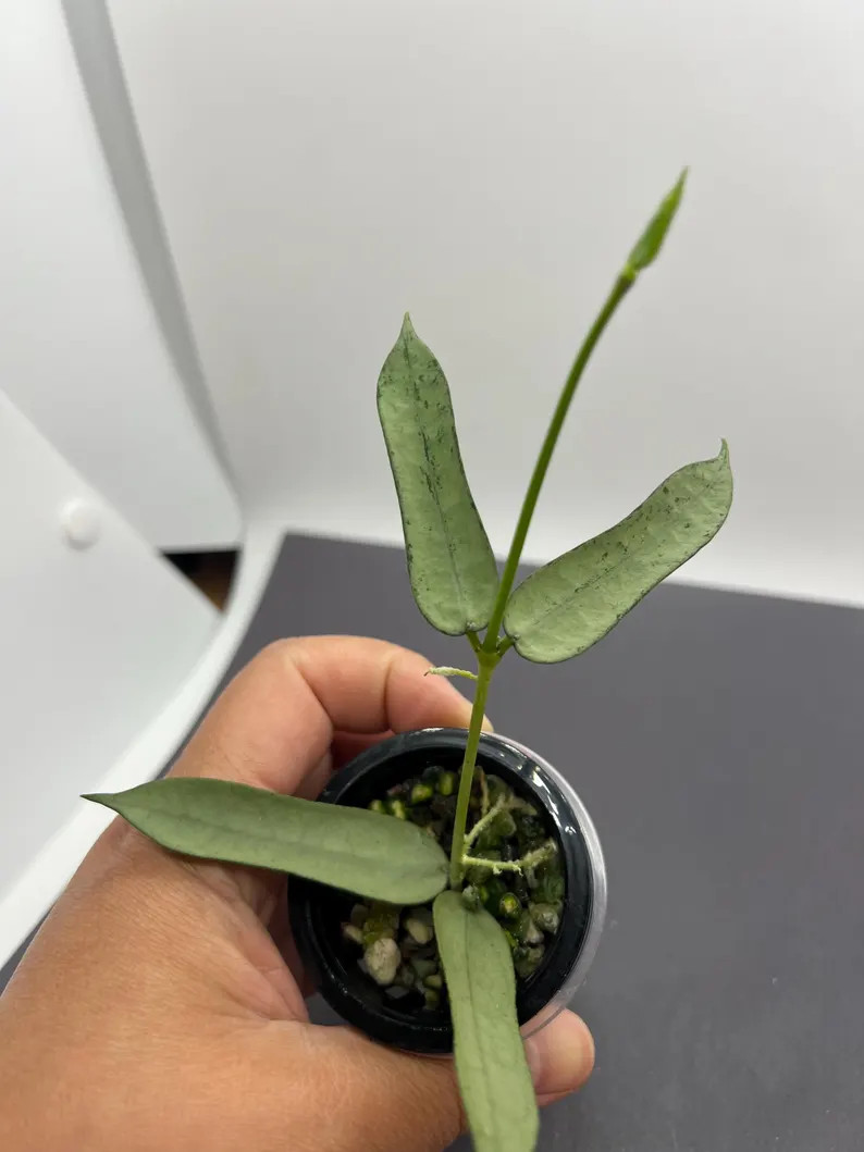 Hoya Pandurata Vietnam Silver - Etsy | Etsy (US)