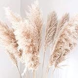 Bundle (3) Fluffy Natural Dried Pampas Grass | Home Decor | BOHO wedding | Fluffy Large Pampas Grass | Amazon (US)