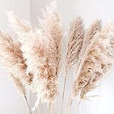 Bundle (3) Fluffy Natural Dried Pampas Grass | Home Decor | BOHO wedding | Fluffy Large Pampas Grass | Amazon (US)