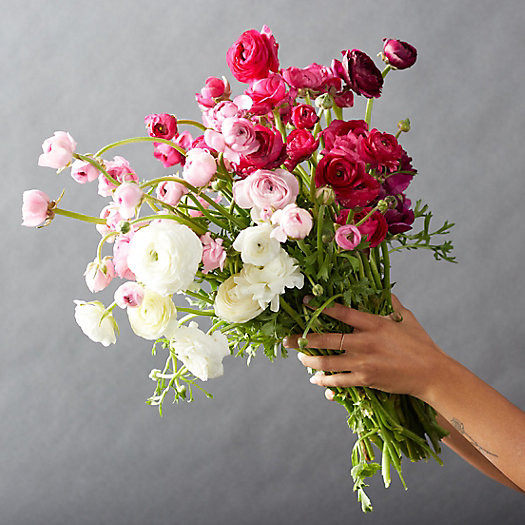 Fresh White + Pink Ranunculus Bunch | Terrain