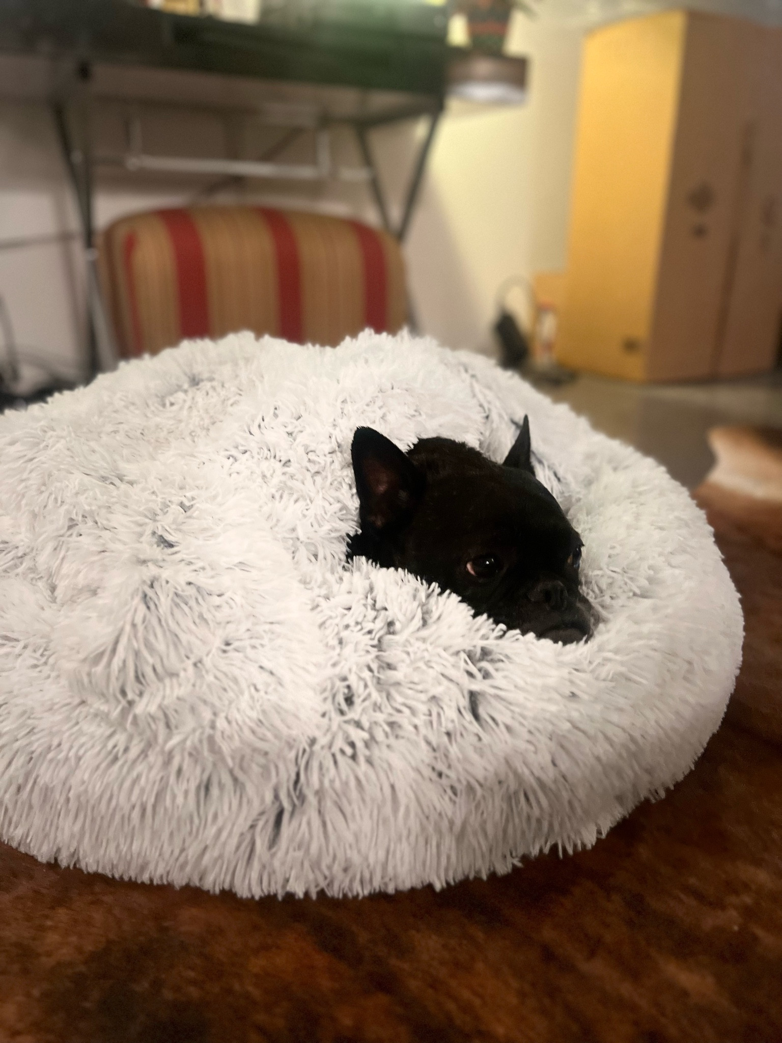 Dog bed and blanket set

#LTKGiftGuide