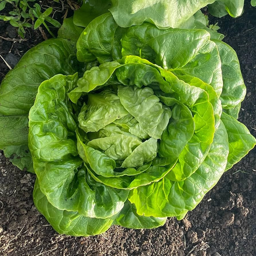 Winter Density Lettuce Seeds \u2013 450 Seeds of Crisp Winter Hardy Lettuce \u2013 Suitable for I... | Amazon (UK)